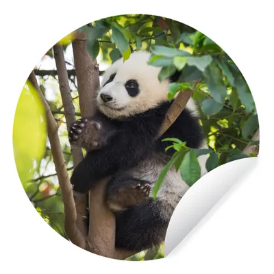 Produktbild von MuchoWow® Runde Wandtattoo - Wandsticker Tapete Aufkleber Panda - Tier - Baum Ø 80 cm Selbstklebend und Repositionierbar - Wandaufkleber - Kreis - Mauerkreis - Wand Bilder - Wandsticker - Wohnzimmer Dekoration - Dekoration für die Wände - Aluminium - Babyzimmer