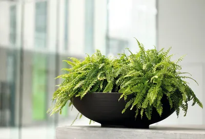 Produktbild von Pflanzschale Lafiora Liam Kunststoff Ø 60 cm H 16,5 cm anthrazit