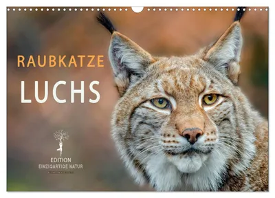 Produktbild von Raubkatze Luchs (Wandkalender 2027 DIN A3 quer), CALVENDO Monatskalender