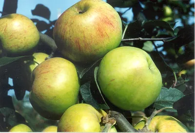 Produktbild von Apfelbaum `Gravensteiner´ - Halbstamm, 160-180cm im 10L-Topf