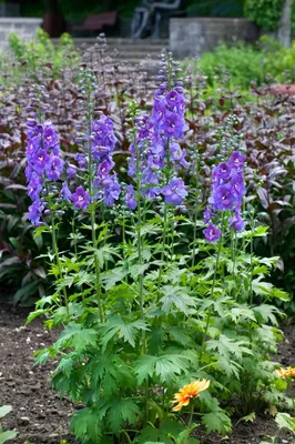 Produktbild von Delphinium x elatum 'Schildknappe', Rittersporn, blau, ca. 11x11 cm Topf