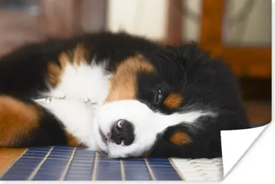 Produktbild von MuchoWow® Poster Liebenswerter Berner Sennenhund schläft ein 120x80 cm - Bilder