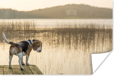 Produktbild von MuchoWow® Poster Beagle an einem See 180x120 cm - Fotoplakat