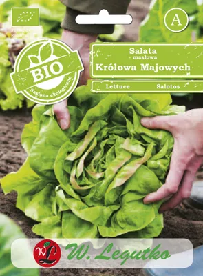 Produktbild von Samen von Kopfsalat  Kral Maje I 0.50g - W.Legutko