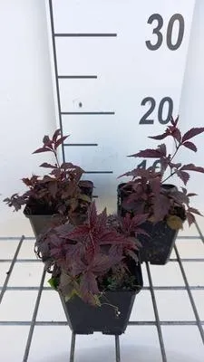 Zdjęcie produktu dla 6 x Gillenia trif. pink Profusion' - Cebulka trójlistkowa - Doniczka 9 x 9 cm