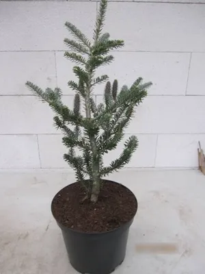 Produktbild von Koreatanne Wüstemeyer - Abies koreana Wüstemeyer - 40-50