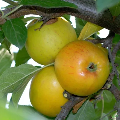 Produktbild von Apfel Apfelbaum Obstbaum Malus versch. Sorten und Größen Terrassenobst Busch, Apfel:Busch Goldparmäne