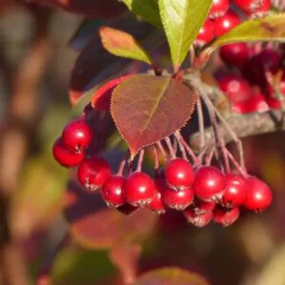 Zdjęcie produktu dla Zestaw składający się z 4 roślin Aronia arbutifolia 'Brilliant' – wysokość 25 cm – rozmiar doniczki 9 cm