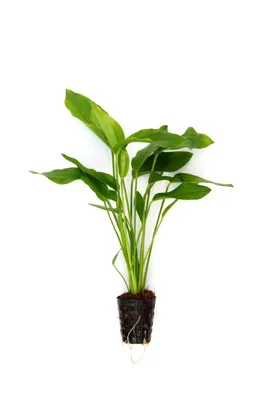 Produktbild von Wasserpflanze Echinodorus argentinensis
