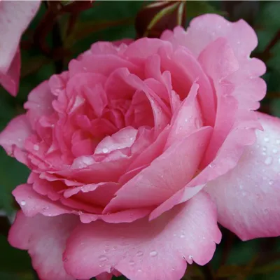 Produktbild von Rosa  - Kordes Eleganza® Rose - Rosa 'Eliza'