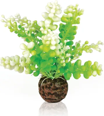 Obrázek produktu pro biOrb Aquatic Caulerpa green