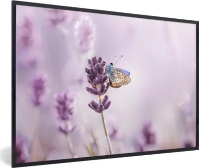 Produktbild von MuchoWow® Gerahmtes Poster Lavendel - Schmetterling - Nahaufnahme - Lila 60x40 cm - Poster mit Schwarzem Bilderrahmen Wandposter Rahmen Foto Bilder - Printing - Wanddeko Schlafzimmer