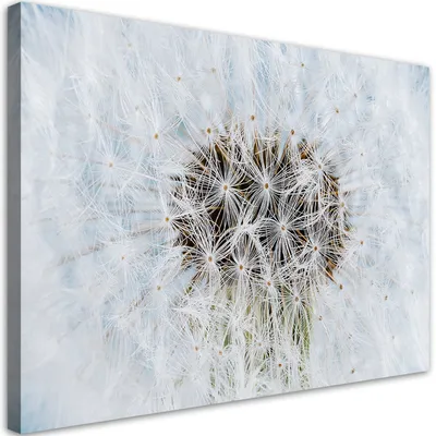 Produktbild von Leinwandbild Weiße Löwenzahnblüten 100x70 Feeby Weiß bild für die wand bereit zum aufhängen