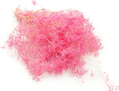 Produktbild von Kleines Shleierkraut Stabilisiertes - (Gypsophila) - Rosa