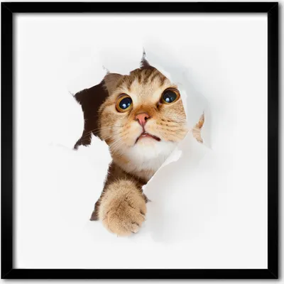 Produktbild von Bild - 50 cm x 50 cm - MDF - Rahmen, Wandkunst - Katze im Loch