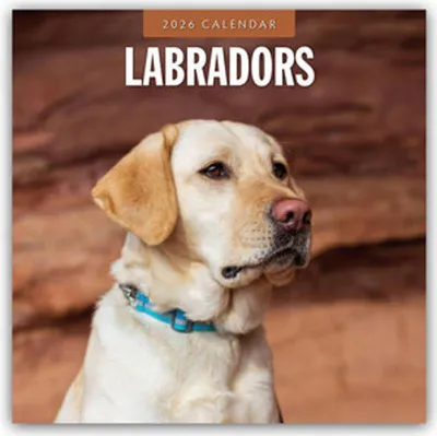 Obrázek produktu pro Labradoři - Labrador - Labradorský retrívr 2026 - 16měsíční kalendář