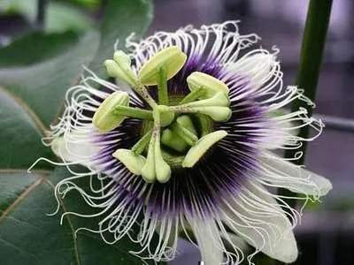 Produktbild von Passiflora edulis - Passionsfrucht | 25 cm im topf