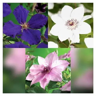 Produktbild von Clematis Tricolour - Kletterpflanze - Blüte Rosa Weiß Lila - Pflegeleicht - 3 Pflanzen - Topf 11cm Höhe 40cm