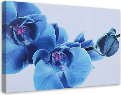Produktbild von Leinwandbild blaue orchidee - zweig mit blüten 60x40 cm Feeby blau wandbild bereit zum aufhängen
