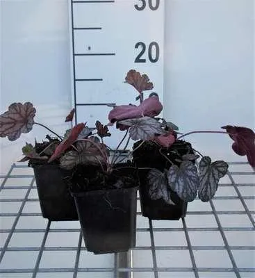 Image de 6 x Heuchera hybr. 'Cascade Dawn' - Luzule pourpre - Pot 9 x 9 cm