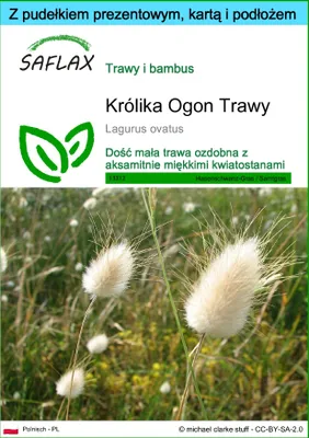 Zdjęcie produktu dla SAFLAX - Zestaw prezentowy - Królika Ogon Trawy - 100 Nasiona - Z pudełkiem upominkowym, etykietą wysyłkową, kartą podarunkową i podłożem uprawowym - Lagurus ovatus