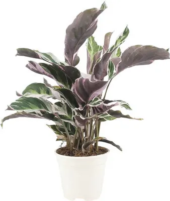 Produktbild von Korbmarante FloraSelf Calathea Fusion White H ca. 40 cm Ø 14 cm Topf