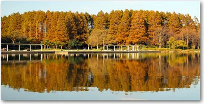 Produktbild von Tulup Glas-Bild -140x70- Wandkunst Dekorative Wand für Küche & Wohnzimmer - Landschaften - Wald am See - Orange
