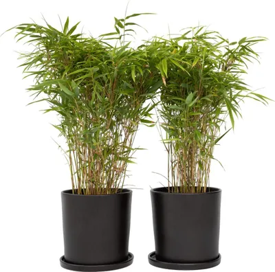 Produktbild von Bambus - 4 Stk - Fargesia nitida 'Gansu' - Höhe 50-70cm - ⌀17cm