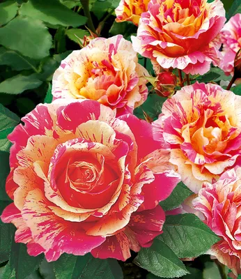 Produktbild von BALDUR Garten 1x Delbard® Malerrosen® 'Claude Monet®', Pflanze wurzelnackt, Edelrose, winterhart, mehrjährig, pflegeleicht, blühend, duftend, robust, Schnittblume, Rosa Hybride, Rosen-Rarität