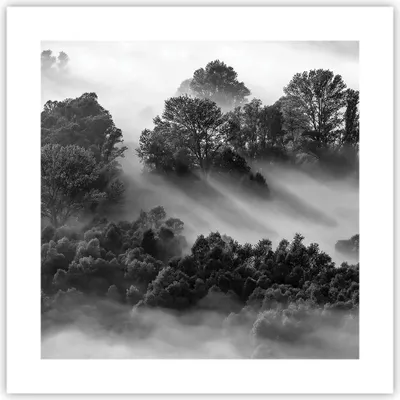 Produktbild von Poster - Poster ohne Rahmen - Schwarzweiß Bäume Nebel - 40x40 cm - Wand Bild - Wanddeko - Wandbilder - Kunstposter - Wandposter - Bilder - Kunstdruck - Wanddekoration - Wandbild - P2XAC40x40-4510