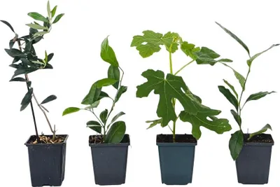 Produktbild von Mediterranen Obstbäumen - 4 Stk - Höhe 25-40cm - ⌀9cm
