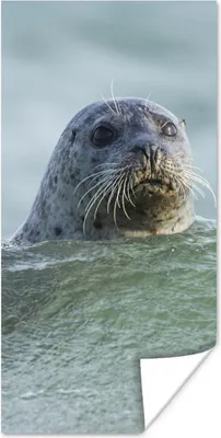 Produktbild von MuchoWow® Poster Nordsee - Seehund - Wasser 60x120 cm - Wandschmuck