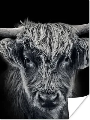 Produktbild von MuchoWow® Poster Schottischer Highlander - Schwarz - Kuh - Tiere 120x160 cm - Wandbilder