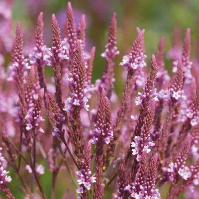 Immagine prodotto di 6 x Verbena  - Verbena hastata 'Pink Spires'  | Vaso 9 cm x 9 cm