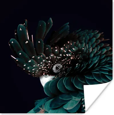 Produktbild von MuchoWow® Poster Kakadu - Grün - Weiß 50x50 cm - Wohnzimmerdekoration