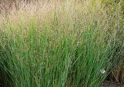 Produktbild von 6 x  Panicum virg. 'Heavy Metal' - Ruten Hirse - Topf 9 x 9 cm