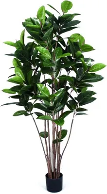 Productafbeelding van Gummiboom, 120 cm