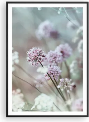 Produktbild von Gerahmtes Poster - Schwarzer Rahmen - Wiese Knoblauch Blume - 70x100 cm - Wand Bild - Wanddeko - Wandbilder - Wandposter - Bilderrahmen - Bilder - Kunstdruck - Wandbild - P2BPA70x100-4177