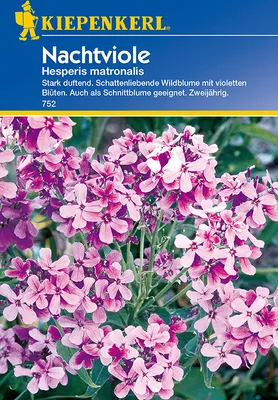 Produktbild von Nachtviole | Blumensamen von Kiepenkerl