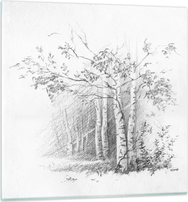 Produktbild von Bilder auf glas - Einteilig - Skizze Wald Birke - 70x70cm - Glasbilder - Wandbilder - Bilder - zum Aufhängen bereit - Wanddekoration aus Glas - Glas Bilder - Wandbild auf Glas - GAC70x70-4280