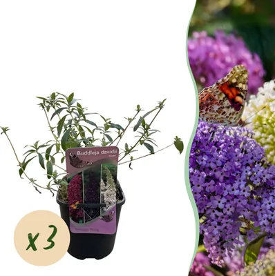 Image de Vlinderstruik - Buddleja davidii Tricolour - Bloem Roze Wit en Paars - 3 Planten - 1m2 - Bladverliezend - Vlinderlokkend - 30cm - Ø18cm - Plante de jardin