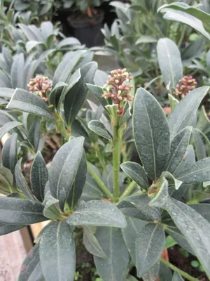 Produktbild von Skimmia japonica Foremanii - Japanische Frucht-Skimmie - 20-25cm