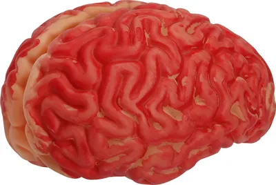 Immagine prodotto di Cervello insanguinato - dimensioni umane