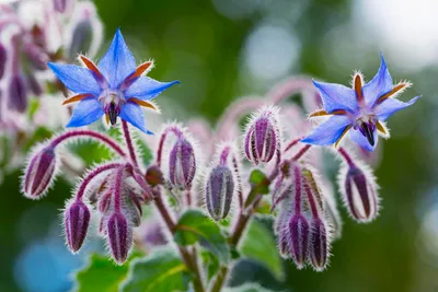 Produktbild von 250 Samen Borretsch Borago officinalis Essbare Blau-Violette Blüten Bienenfreundliche Wildblumen