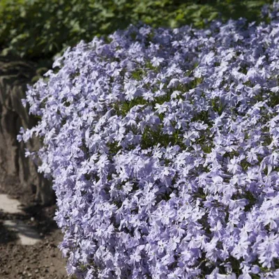 Produktbild von 25 Pflanzen Teppichphlox 'Emerald Cushion Blue', Phlox, P9 Topf