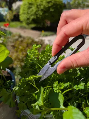 Produktbild von Premium Blütenschere – Präzise Gartenschere für Blumen, Kräuter & feine Pflanzen