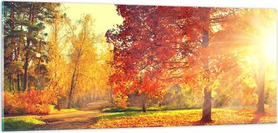 Produktbild von Bilder auf glas - Park Herbst Baum - 100x40cm - Glasbilder - Wandbilder - Kunstdruck - zum Aufhängen bereit - Wanddekoration aus Glas - Glas Bilder - Wandbild auf Glas - Einteilig - GAB100x40-3654
