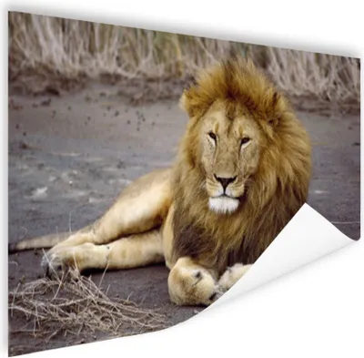 Produktbild von MuchoWow® Poster Löwe - Afrika - Tier 180x120 cm - Fotoplakat