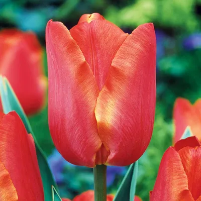 Image de Tulipe précoce simple Sunbelt 5 pcs. Bulbes de tulipes Bulbes de tulipes