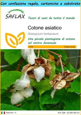 Immagine prodotto di SAFLAX Set regalo - Cotone asiatico - 12 semi - Gossypium